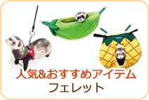 人気&おすすめアイテム フェレット